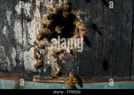 Close-up des abeilles sur une ruche en bois Banque D'Images