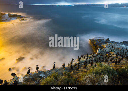 Portrait de cormorans perching on rock formation par la mer Banque D'Images