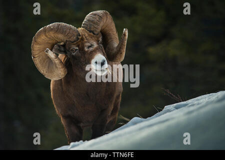 Portrait de Big Horn Sheep grazing on raide de montagne Banque D'Images