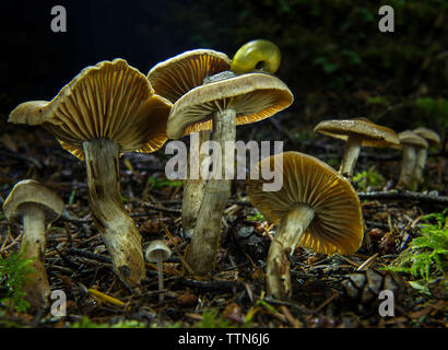 Close-up de champignons en forêt sur l'escargot Banque D'Images