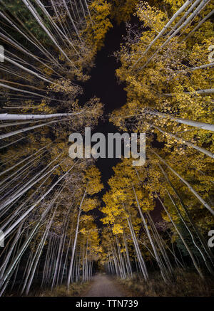 Low angle view of aspen trees growing in forêt durant la nuit Banque D'Images