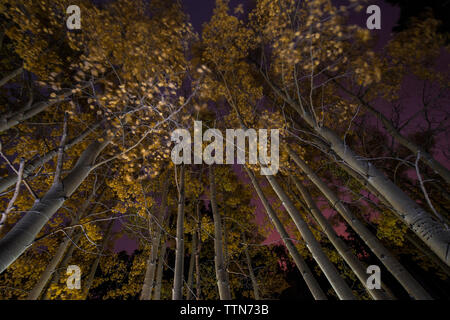 Low angle view of aspen trees growing in forest Banque D'Images