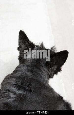 Femelle adulte black Scottish Terrier (Scottie) chien couché sur les marches à l'opposé de l'appareil photo et en voyant le quartier Banque D'Images