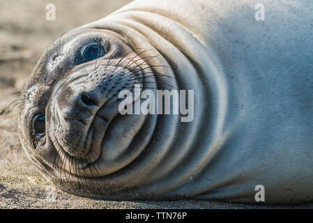 Close-up portrait of sea lion Banque D'Images