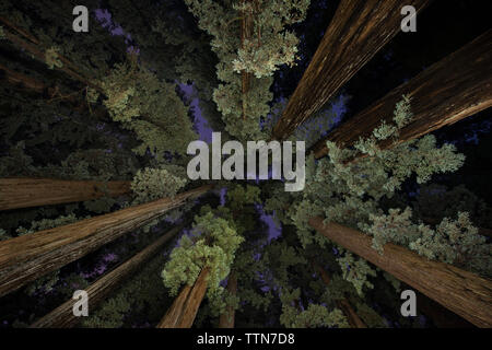 Low angle view of trees in Jedediah Smith Redwoods State Park pendant le crépuscule Banque D'Images