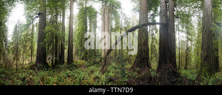 Vue panoramique sur les arbres situés dans des Jedediah Smith Redwoods State Park Banque D'Images