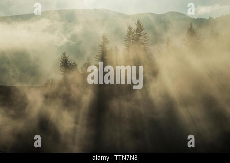 Arbres de forêt en croissance pendant temps de brouillard Banque D'Images