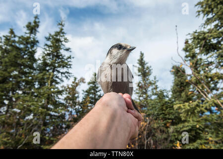 Close-up of bird perching on hand against sky Banque D'Images
