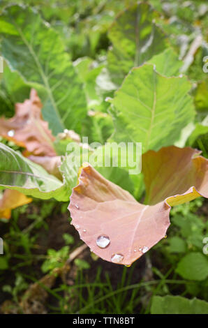 Close up photo de gouttes d'eau sur une feuille, faible profondeur de champ. Banque D'Images