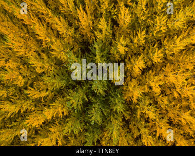 Full Frame shot of autumn trees in forest Banque D'Images