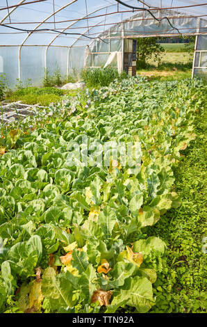 L'intérieur d'une vieille serre avec des légumes bio. Banque D'Images