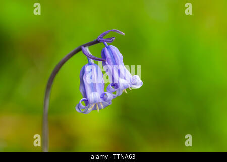 Cloches [jacinthoides non-scripta] dans une forêt. Les cloches fleurissent d'avril à mai. Ils sont originaires des parties occidentales de l'Europe atlantique. Banque D'Images