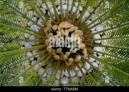 Cycas revoluta plant. Close up Vue de dessus des nouvelles feuilles de Cycas revoluta plant. Arrière-plan flou de branches et de cailloux blancs dans un jardin Banque D'Images