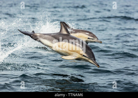 Dauphins communs Banque D'Images