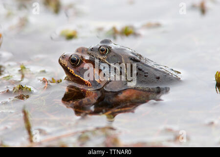 Grenouilles communes [Rana temporaria] frayent dans un étang de jardin. Cela se produit habituellement de la fin de l'hiver au début du printemps. Banque D'Images