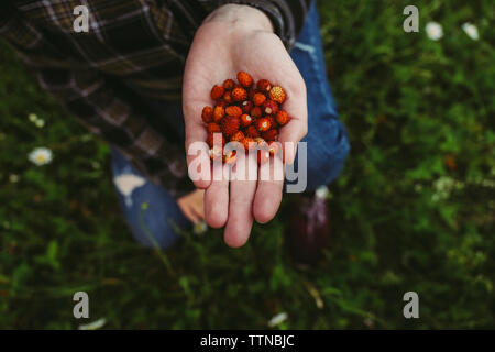 Overhead view of woman holding petites fraises sur le terrain Banque D'Images