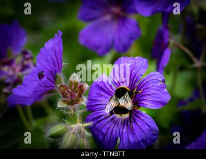 Bumblebee sur le géranium Johnson's Blue Banque D'Images