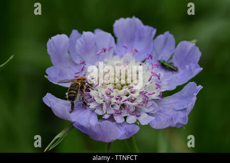 Gros plan d'une fleur en coussinet du Caucase (Scabiosa caucasica) Banque D'Images