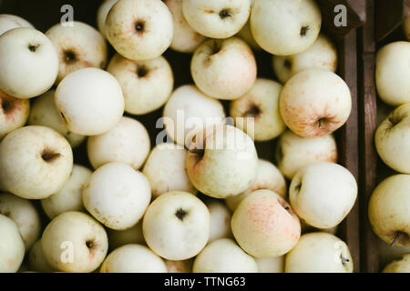 Les pommes récoltées sur un marché. Banque D'Images