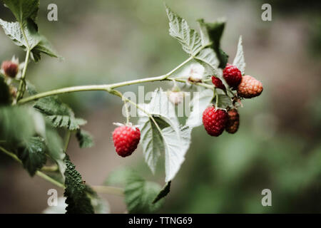 Succursale de framboises mûres dans le jardin. Les baies rouges doux croissant sur framboisier dans le jardin de fruits. Banque D'Images