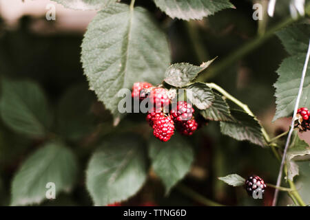 Les mûres sur la vigne. Banque D'Images