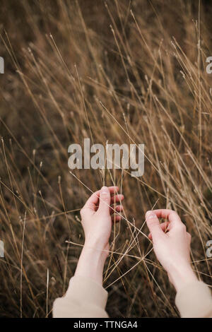Jeune femme mains touchant l'herbe automne sec Banque D'Images
