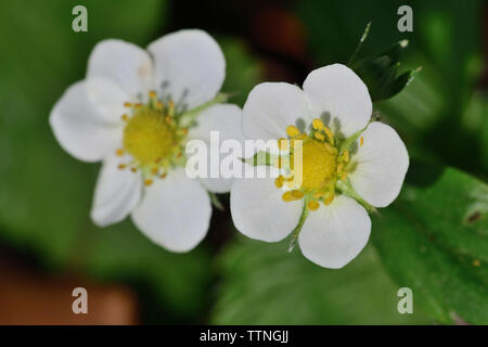 Plan Macro sur fraisier (Fragaria vesca) fleurs Banque D'Images