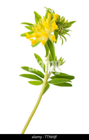 Anthyllis vulneraria fleurs isolé sur fond blanc Banque D'Images