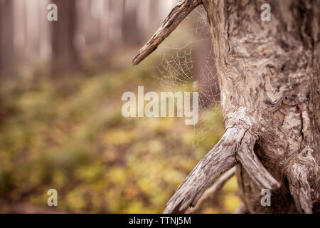 Close-up of spider web sur tronc d'arbre dans la forêt Banque D'Images