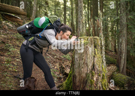 Woman photographing souche d'arbre avec smart phone in forest Banque D'Images