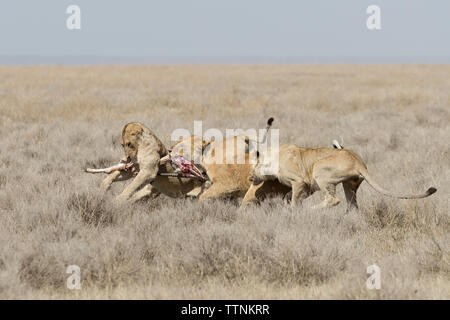 Les lions (Panthera leo) combats au reste d'un kill, Tanzanie, Ndutu Banque D'Images