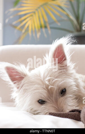 Gros plan du chef de jeune mâle West Highland White Terrier (Westie) chien couché sur un divan blanc, regardant la caméra Banque D'Images