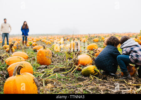 Les parents à la recherche de fils holding pumpkin farm pendant temps de brouillard Banque D'Images