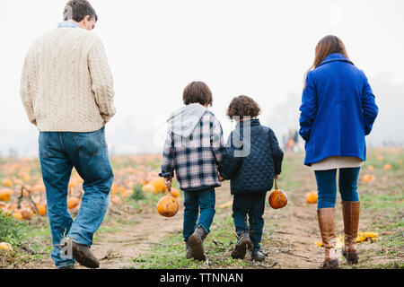 Vue arrière du fils transportant les citrouilles tout en marchant avec les parents sur citrouille en hiver Banque D'Images