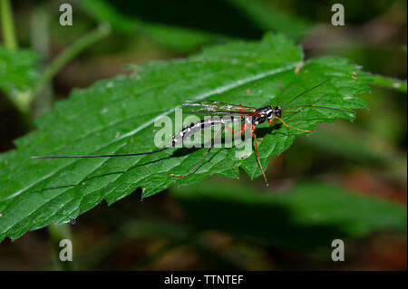 Une mouche Ichneumon géant ou Sabre Wasp (Rhyssa persuasoria) à faible Tophill Réserve naturelle dans l'East Yorkshire, UK Banque D'Images