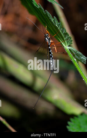 Une mouche Ichneumon géant ou Sabre Wasp (Rhyssa persuasoria) à faible Tophill Réserve naturelle dans l'East Yorkshire, UK Banque D'Images