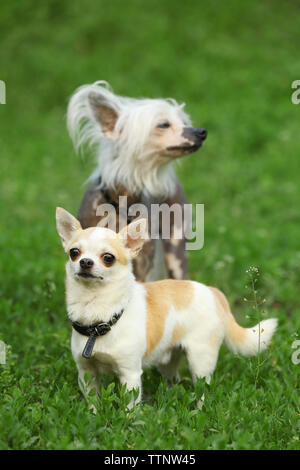 Cute chiens jouant sur l'herbe verte dans le parc Banque D'Images