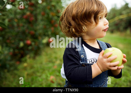 Baby Boy holding apple à la voiture tandis que l'article de l'orchard Banque D'Images