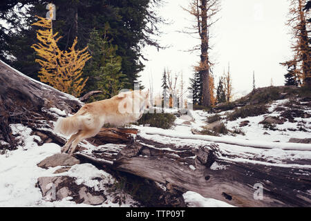 Chien sautant au dessus du tronc d'arbre tombé dans la forêt durant l'hiver Banque D'Images