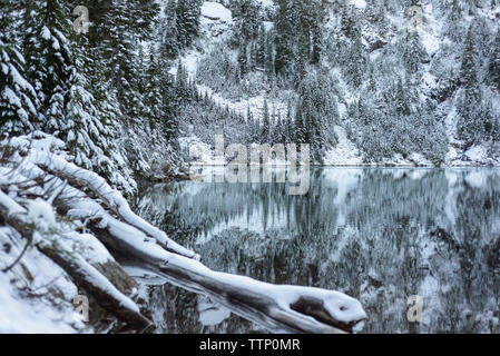 Vue panoramique sur un lac calme au milieu d'arbres enneigés en forêt Banque D'Images