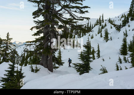 Randonneur marcher dans la neige et les arbres Banque D'Images