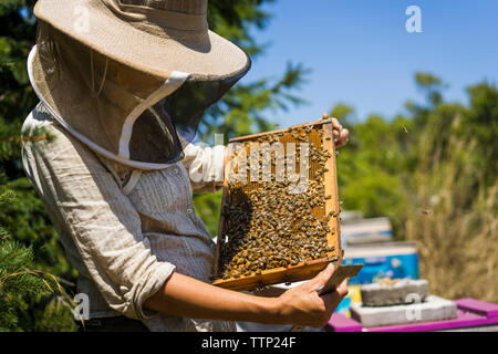 L'apiculteur wearing hat tout en examinant les abeilles sur nid d'image au cours de journée ensoleillée Banque D'Images