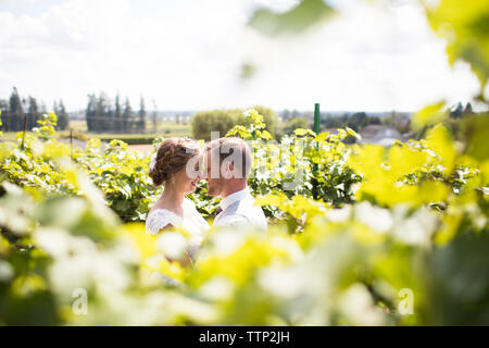 Happy senior couple rubbing noses au milieu de plantes sur le terrain Banque D'Images