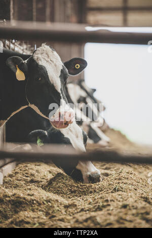 Vaches dans shed Banque D'Images