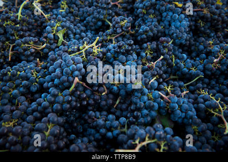 Portrait de raisins dans la vigne Banque D'Images