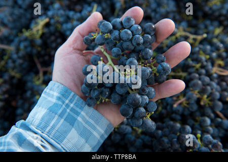 Portrait of man holding bunch of grapes Banque D'Images