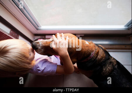 Vue de dessus de girl petting beagle en position debout par fenêtre Banque D'Images