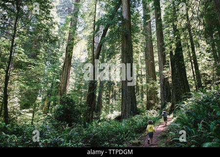 Vue arrière de la fratrie tournant sur le sentier au milieu d'arbres en forêt Banque D'Images