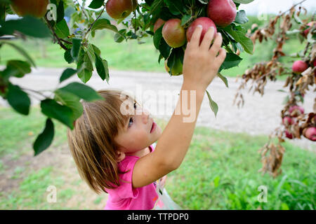 High angle view of girl picking de apple tree Banque D'Images