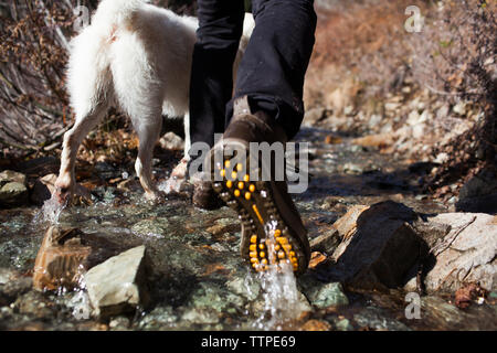 La section basse de randonneur et promenade de chiens en stream Banque D'Images